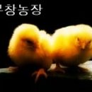 부창농장 이미지