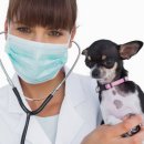 정산동물병원 이미지