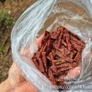 온새미로 | 온새미로 전통육포 900g 솔직 후기 육포 마니아 강추