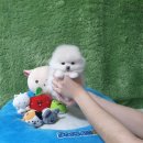 광주강아지분양 고양이분양 펫왕국 이미지