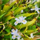 하모리-22 이미지