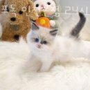 라이프독 인천본점 24시 강아지분양 고양이분양 이미지