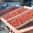 대지영농조합법인 이미지