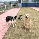 퍼독 애견호텔 | 퍼피앤독(퍼독)_경남 창녕 애견카페 소형견 대형견 애견운동장 강아지 수영장