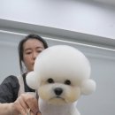 랩독 이미지