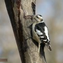 아무르쇠딱다구리 Grey-headed Pigmy Woodpecker 252 이미지