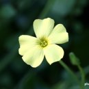 피그말리온 효과 이미지