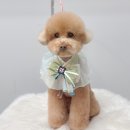 몽트라슈 이미지