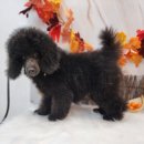 개스트살롱 이미지