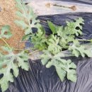 이경숙농장 이미지