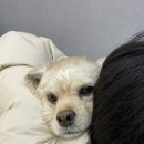 본동물메디컬센터 24시수성점 네이버블로그