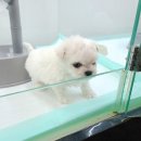 마산애견 이미지