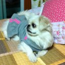 노물펜션 Daum카페