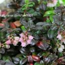 동화조경농원 이미지