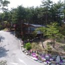 소나무 숲 리조트 이미지