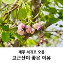 대륜동 돔베낭골 주차장 | 제주 서귀포 오름 고근산 좋은 이유 각시붓꽃 으름덩굴