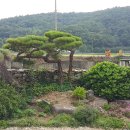 커피와소나무 이미지