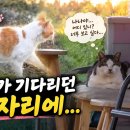 들개에게 물려 죽은 나나와 함께 있던 그 자리... 오늘은 고식이 혼자... 이미지