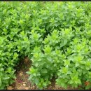 화니농장 이미지