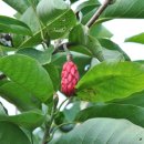 나무뿌리한의원 이미지