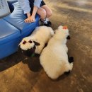 앵무새동물원 | 제주 새별 프렌즈 동물원 솔직후기-아이와 가볼 만한 곳, 알파카, 앵무새 먹이 체험까지!