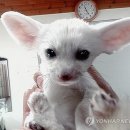 여우 - 양산시 북안남6길 11 | 여우