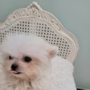 은하수펫샵 이미지