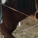 교하운정스카이승마장 이미지