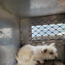 오수의과 동물병원 이미지