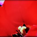 안경미인 이미지