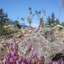 큰소낭 작은돌집 이미지