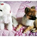 24시OK동물병원 이미지