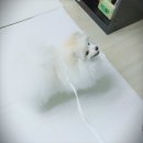 쇼독(Show dog) | 강아지 리드줄 아마존직구후기