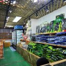 완도해성전복 이미지