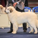 그레이트 피레니즈 이미지