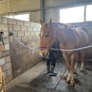 익산승마장 네이버블로그
