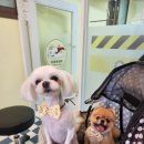 미용특공대 이미지