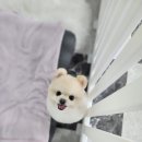애견미용 이미지