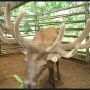 명품 TMR 사료 이미지