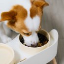 헬로우펫 | 헬로우펫 강아지 식기세트 1년 동안 사용해 본 솔직 후기