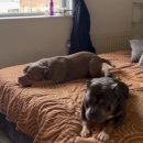 강아지 사랑 이미지