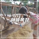 경남 하동 아이와 가볼만한 곳 해뜰목장 동물 먹이주기 치즈 피자만들기체험