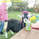 분홍염소 이미지