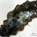 해삼의 피부궤양병(skin ulceration syndrome)의 원인 Shewanella 이미지
