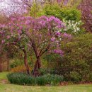 수수꽃다리 이미지