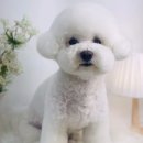 단비네펫살롱 이미지