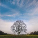 두그루나무 이미지