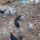 쟁골 농장 이미지