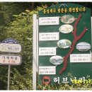 봉평올챙이