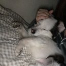 끼끼마다